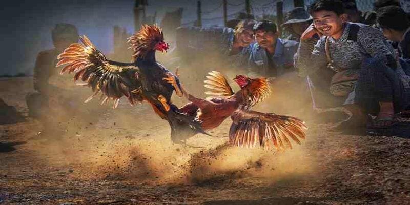 Chia sẻ mẹo tham gia đá gà Vin777 cho toàn thể người chơi