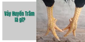 Khái niệm cần biết về vảy gà Huyền Trâm