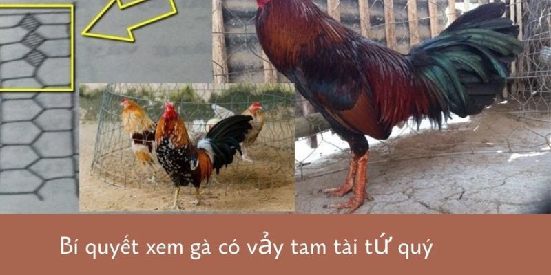 Kinh nghiệm nhận biết gà chiến đá hay qua vảy gà tam tài