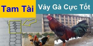 Thông tin về loài vảy gà tam tài