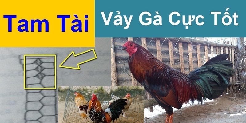 Thông tin về loài vảy gà tam tài
