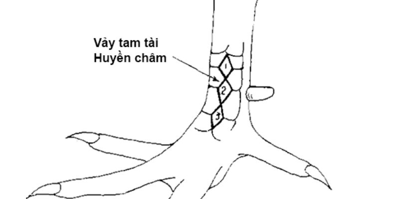 Vảy gà tam tài huyền trâm