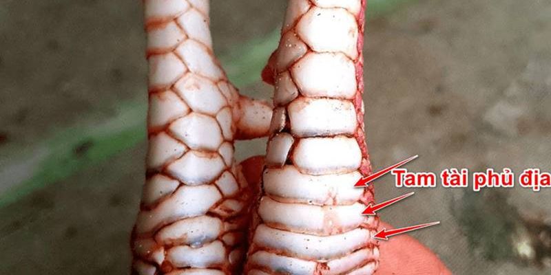 Vảy gà tam tài phủ địa
